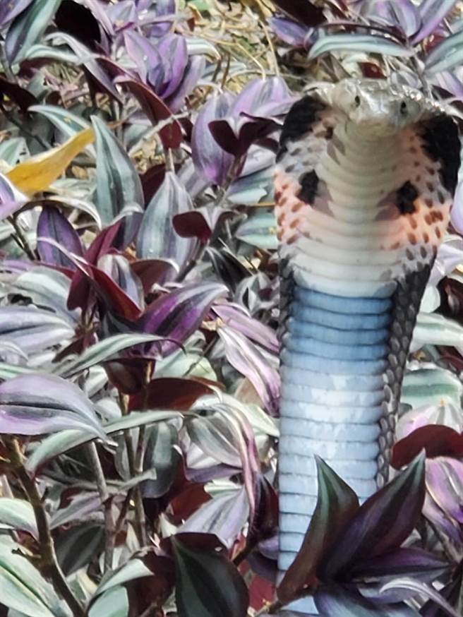 台中新田登山1号步道出现疑似外来种金刚眼镜蛇，不断吐信威吓，吓坏山友。（萧隆泽服务处提供／王文吉台中传真）