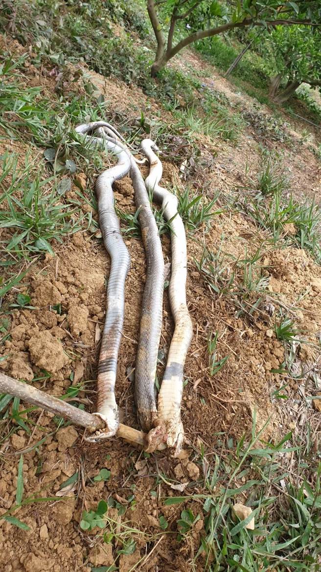 台中潭子果农日前在柑橘园打死3条200公分长的外来种眼镜蛇。（萧隆泽服务处提供／王文吉台中传真）