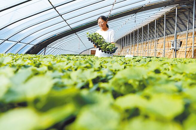 受到陰雨氣候及水災影響，大陸近期蔬菜產量下跌，導致菜價上漲，甚至出現「菜比肉貴」現象。圖為河北一處蔬菜育苗基地。（新華社）