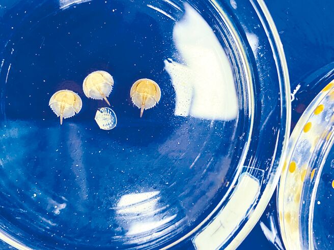 全台21校参加海科馆保育计画，带领学生孵育有活化石之称的海生类节肢动物「鲎」。（大成国中提供／陈梦茹桃园传真）