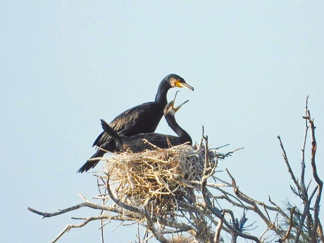 每年候鸟季，鳌鼓溼地总吸引成千上万候鸟造访，今年更首度发现有鸬鹚筑巢繁殖后代，写下台湾首起纪录。（鳌鼓溼地解说员黄月英提供／吕妍庭嘉义传真）