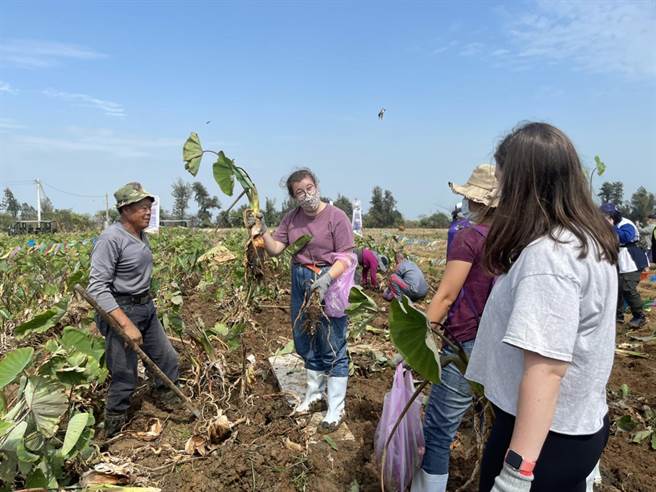 芋头季主活动之一的「挖芋头体验」最受欢迎。（烈屿乡公所提供）