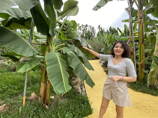 位于集集镇「集元果」观光工厂，原为有一甲子歷史的香蕉园，其观光果园中有多达110种的香蕉品种。（冯惠宜摄）