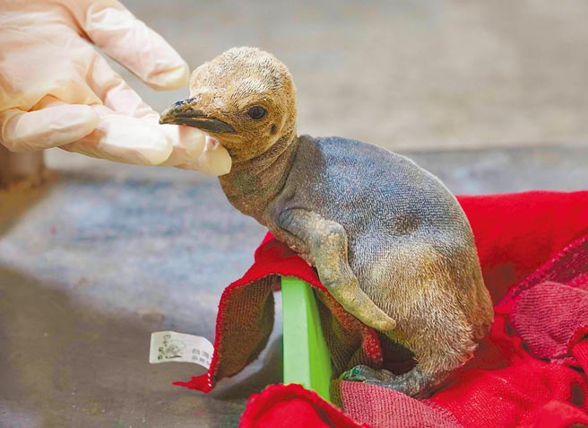 台北市立动物园国王企鹅家族终于在10月5日，迎来一只国王企鹅宝宝，并取名为「A-Me-Chan（饴酱）」。（台北市立动物园提供／游念育台北传真）