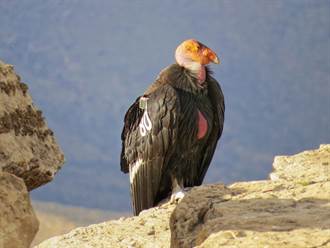 驗DNA找嘸爸！加州禿鷹竟能無性繁殖 專家驚：第一次見