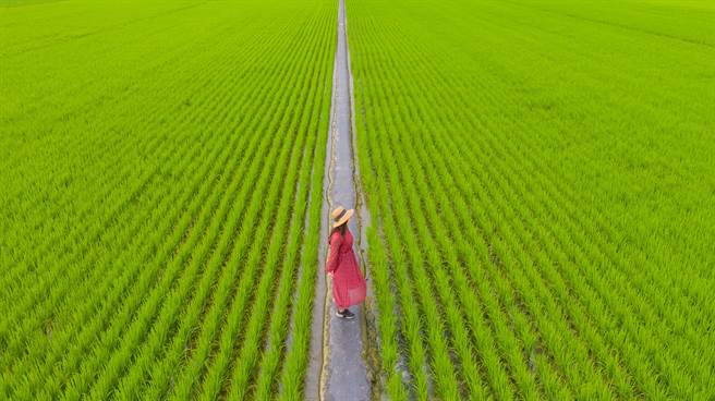 《红衣大女孩》获得银牌，遭网友及摄影界骂翻。(图／摘自脸书)