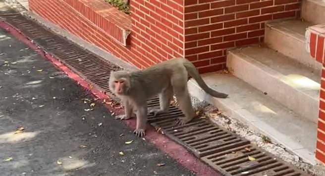 高雄李姓男子把无聊当有趣，竟在6月中旬连续向警方报案谎称看见2名男子与1只猴子正在偷剪电线、友人陈姓男子遭不明人士枪击并倒卧家中，遭依社会秩序维护法移送，法院判罚李男5000元罚锾。（洪浩轩摄）