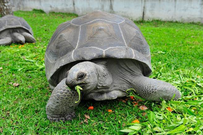 花莲县凤林镇的新光兆丰农场园区中的亚达伯拉象龟被游客骑，园区将架设网路监视器随时监控，并呼吁亲近动物将心比心，爱护得来不易生命教育的场域。（新光兆丰农场提供／罗亦晽花莲传真）