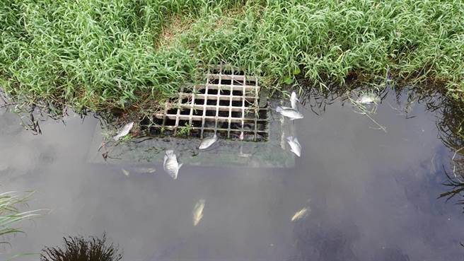 死鱼遍布（郑宇恩服务处提供／戴上容新北传真）