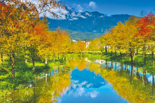 理想大地的落羽松，每年只为您精采45天。图／理想大地提供