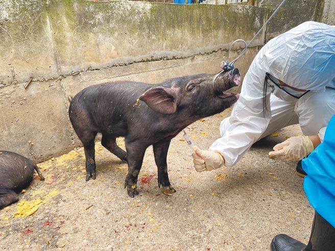 为力拚2023年猪瘟拔针，苗栗县动物保护防疫所全力配合推动，今年度已选取县内8场养猪场作哨兵猪试验。（苗栗县政府提供／陈育贤苗栗传真）