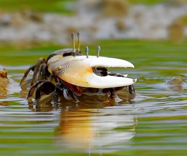 新竹市香山溼地復育有成，「台灣招潮蟹」數量從2006年1.3萬隻，到今年估算已超過43萬隻，數量成長33倍。（新竹市政府提供／陳育賢新竹傳真）