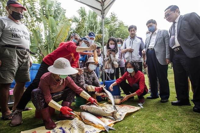 縣長楊文科（右二）觀看漁民現場示範取出鮮黃的烏魚子，共同為九降風烏魚子代言。（羅浚濱攝）