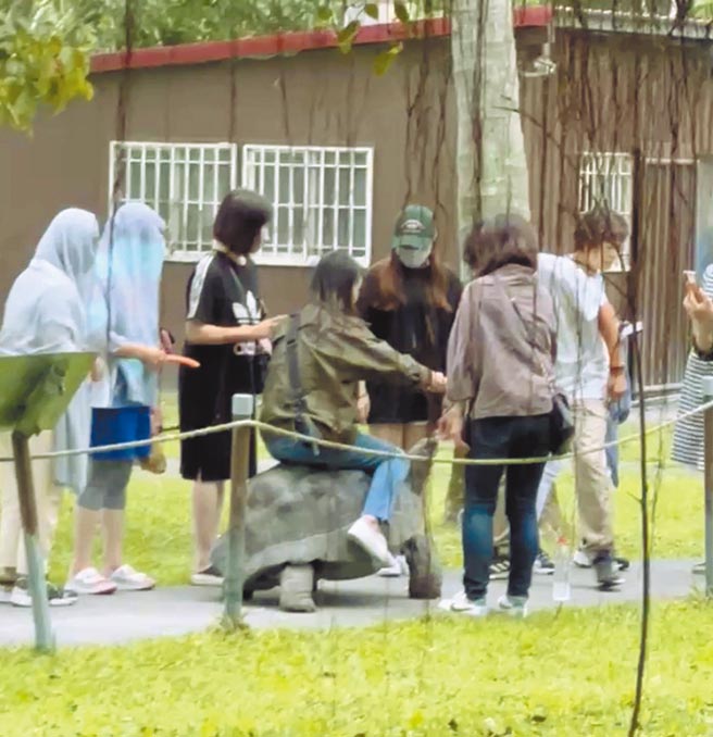 花莲县新光兆丰农场园区饲养的亚达伯拉象龟遭游客骑乘，外界痛批虐待动物。（民眾提供／罗亦晽花莲传真）