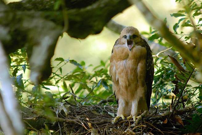 屏科大鸟类生态研究室搜集7种熊鹰鸣叫，成功登上国际期刊。（屏科大鸟类生态研究室提供／林和生屏东传真）