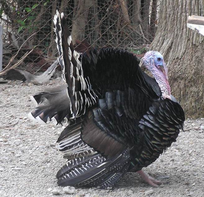 台南市下营区配合西洋感恩节推出感恩月活动促销在地产业，5日还将举行赦免火鸡仪式。(中华民国养火鸡协会 提供／刘秀芬台南传真)
