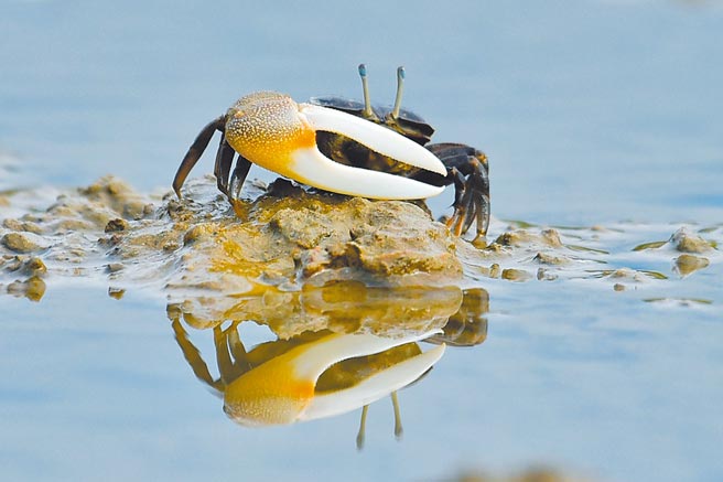新竹市香山溼地近年復育有成，台湾招潮蟹数量从2006年的1.3万只，到今年估算已超过43万只，数量成长33倍。（新竹市政府提供／陈育贤新竹传真）