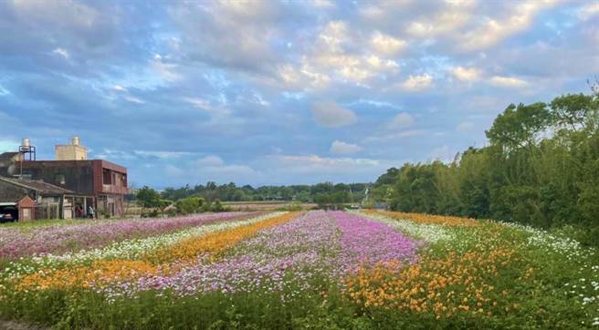 2021桃園花彩節即將來臨，結合棒球元素的平鎮展區，將於6日起至14日為期9天浪漫綻放。（賴佑維攝）