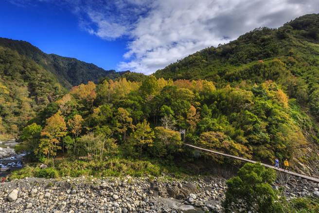 尖石乡后山秀峦塔克金溪等处，在入秋后枫叶开始转红。（罗浚滨摄）