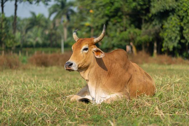 專家指出，牛在感受到威脅時恐攻擊人。如果是奶牛，為了保護小牛可能會將狗視為掠食者，或攻擊人類。(達志影像/Shutterstock)
