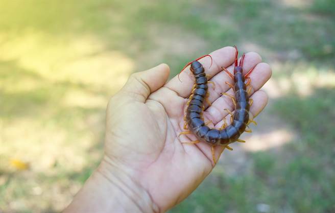 將不同種類的毒蟲放在一個大容器內，讓牠們互咬，最後存活下來就叫作「蠱」。(示意圖/達志影像)