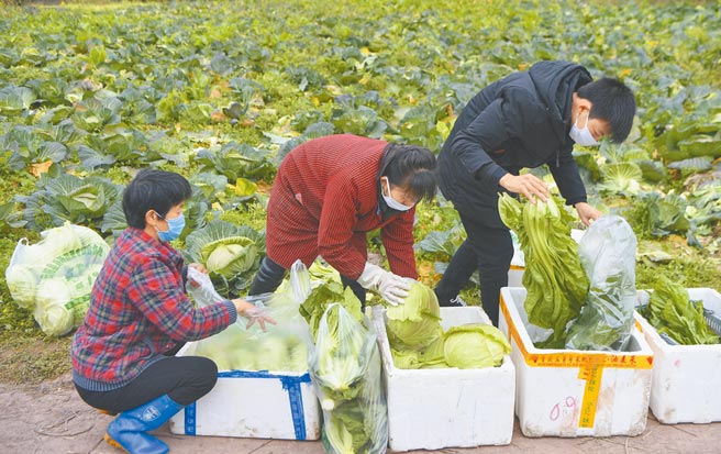 大陸近期菜價高漲，大陸商務部鼓勵家庭根據需要，儲存一定數量的生活必需品，以滿足日常生活和突發情況的需要。圖為重慶市雲陽縣青龍街道馬沱村蔬菜基地工作人員在整理、打包剛收穫的蔬菜。（新華社）
