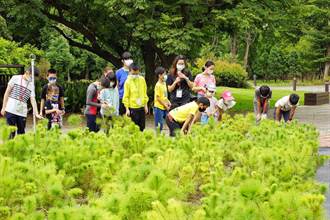 桃園10萬株免費苗木開放申請 新增受民眾喜愛的山櫻花