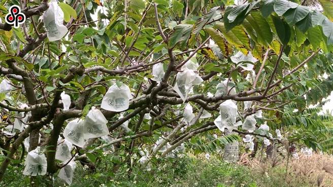 今年9月中國大陸以檢出介殼蟲為由暫停我釋迦與蓮霧輸入。（本報系資料照）
