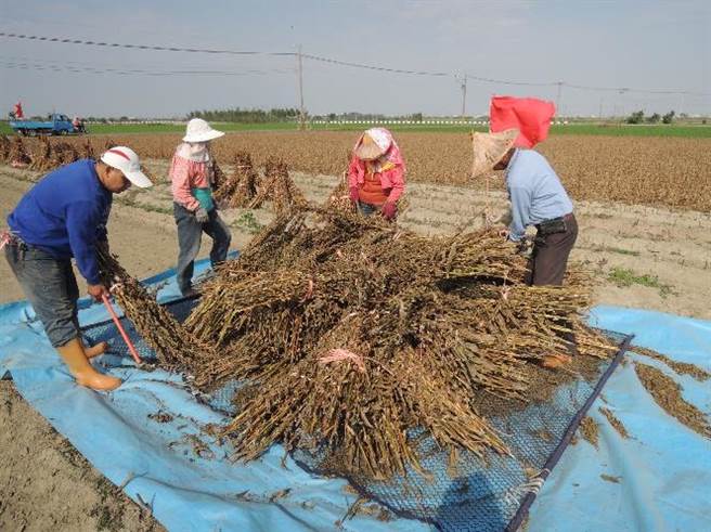 股东认养活动将带民眾到田间认识国产胡麻，并有机会体验打麻。(台南区农业改良场提供／刘秀芬台南传真)