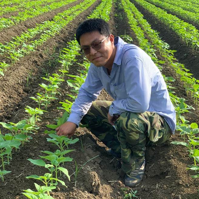 善化农友苏昭宪胡麻田去年已申请通过胡麻产销履歷验证。(台南区农业改良场提供／刘秀芬台南传真)