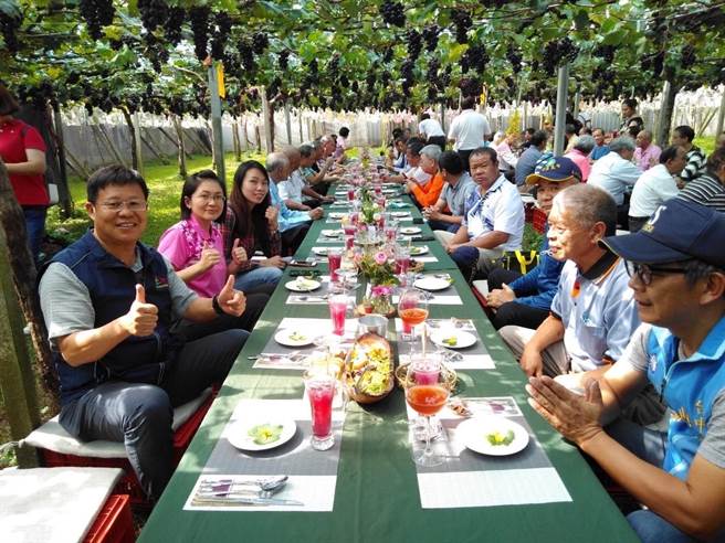 新社挂满结实累累的紫色鲜果葡萄园里，佐以温和的秋季和风，邀请民眾在紫色浪漫的葡萄树下品尝美味佳肴。（台中市农业局提供／王文吉台中传真）