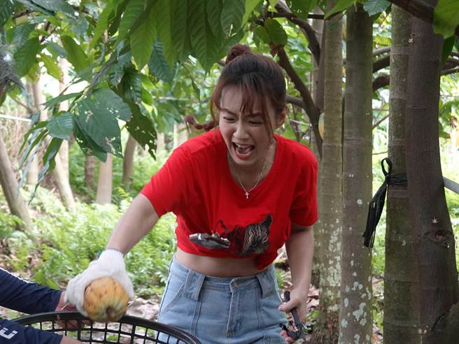 李又汝採收爬满蚂蚁的可可果吓得尖叫。（民视提供）