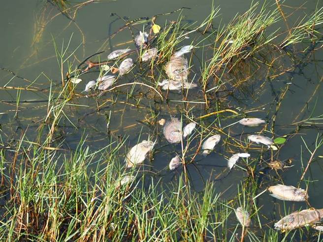 嘉义县三华生态民宿主人王三华前两天到东石鳌鼓溼地赏鸟，在第8赏鸟亭岸边下方水域，发现4百公尺范围水面漂着死鱼，部分已发霉、腐烂。（取自王三华脸书∕吕妍庭嘉义传真）