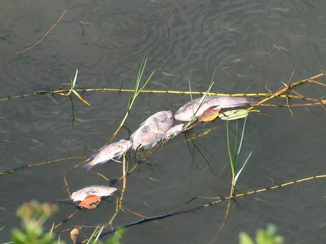 嘉义县三华生态民宿主人王三华前两天到东石鳌鼓溼地赏鸟，在第8赏鸟亭岸边下方水域，发现4百公尺范围水面漂着死鱼，部分已发霉、腐烂。（取自王三华脸书∕吕妍庭嘉义传真）