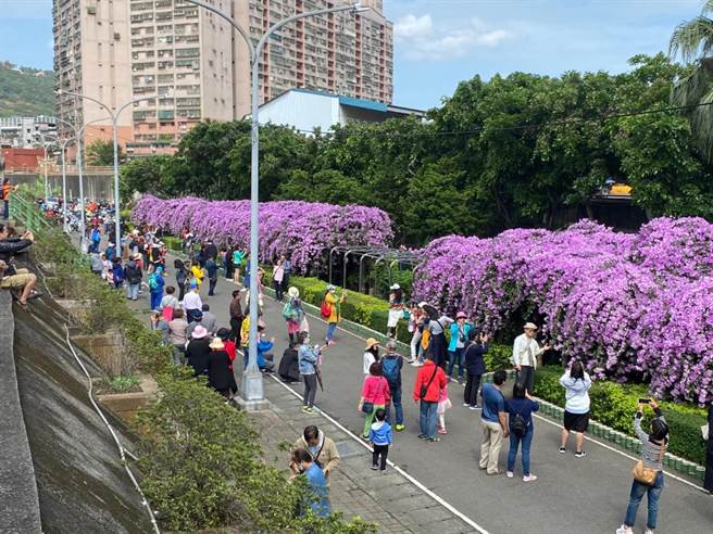 紫色花海含苞待放泰山楓樹公園增設花架與公廁 寶島 中時
