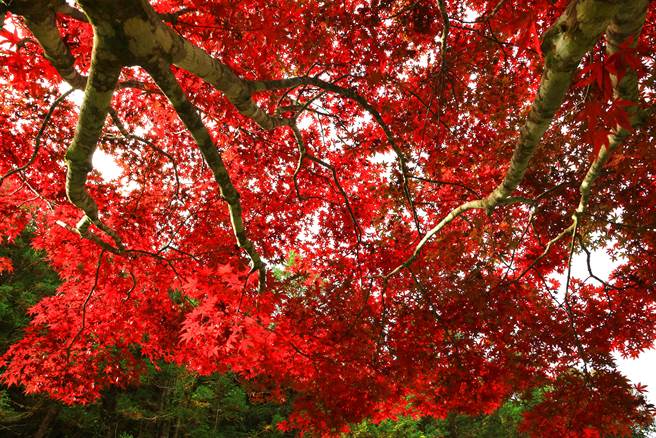 天候转凉，杉林溪森林生态渡假园区的紫叶槭，已经红了。（杉林溪提供／廖志晃南投传真）