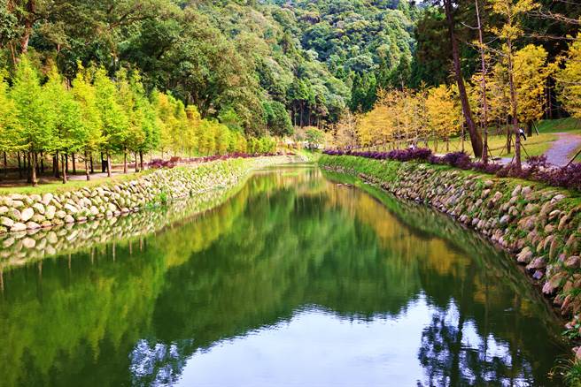杉林溪园区新景点，银杏与水杉相映。（杉林溪提供／廖志晃南投传真）