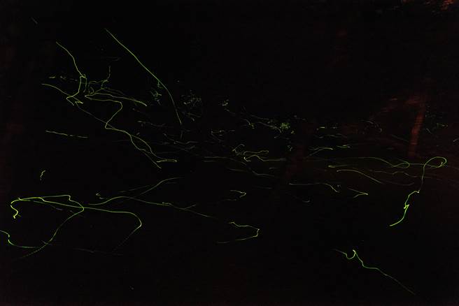 锯角雪萤的萤光不闪烁，在暗夜中呈现飞舞轨迹。（杉林溪提供／廖志晃南投传真）