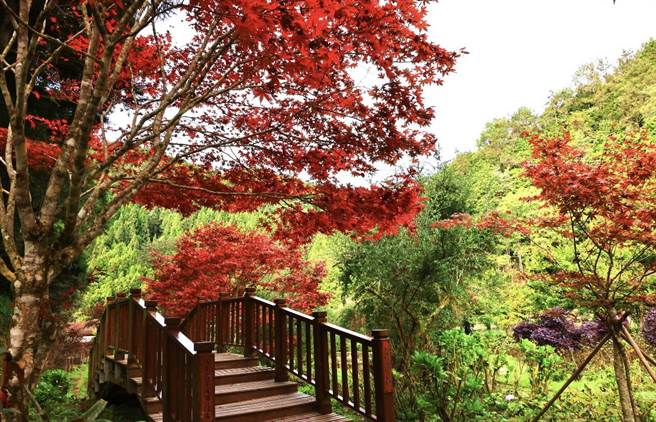 杉林溪森林生态渡假园区的紫叶槭，已经红了。（杉林溪提供／廖志晃南投传真）