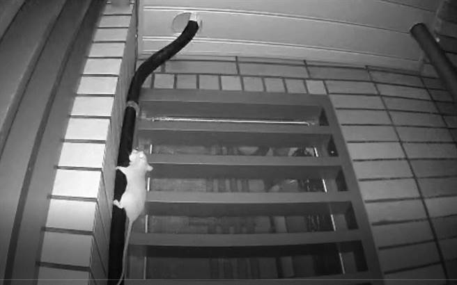 北市议员陈怡君4日踢爆，北市明伦社宅问题不断，漏水漏电，甚至还有老鼠出没，咬破纱窗、到处便溺。（陈怡君提供／张颖齐台北传真）