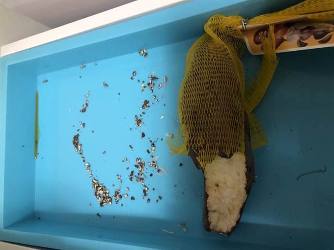 北市议员陈怡君4日踢爆，北市明伦社宅问题不断，漏水漏电，甚至还有老鼠出没，咬破纱窗、到处便溺。（陈怡君提供／张颖齐台北传真）