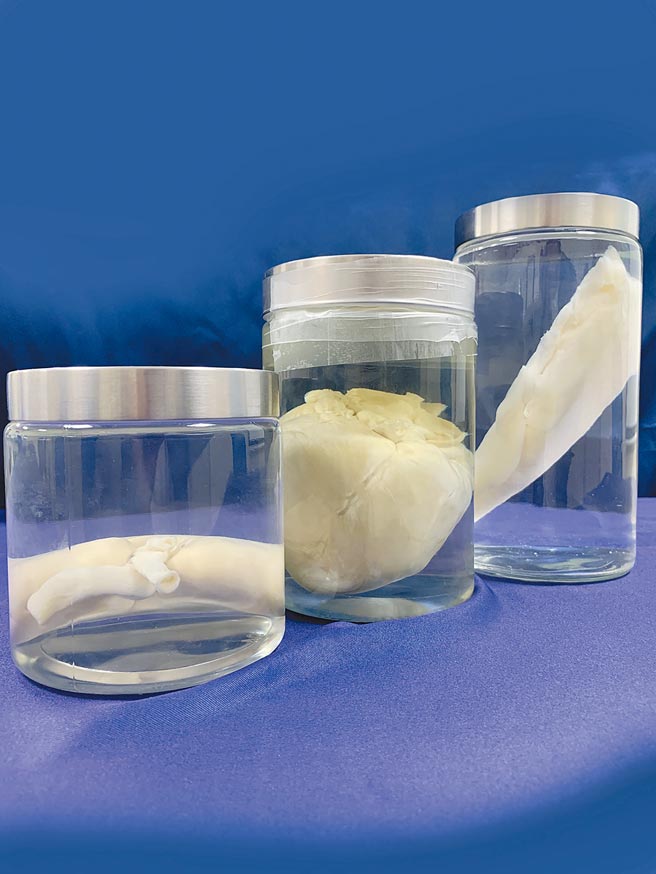 亞果去細胞器官。圖／周榮發