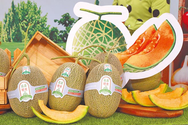 嘉义县秋作极光哈密瓜下周进入量产期，今年秋作哈密瓜种苗供应量比春作多了3倍，但受气候影响，良率差了快5成，县府推估整体产量应比去年多，加上市场追货，行情价已明显攀高。（嘉义县政府提供／吕妍庭嘉义传真）