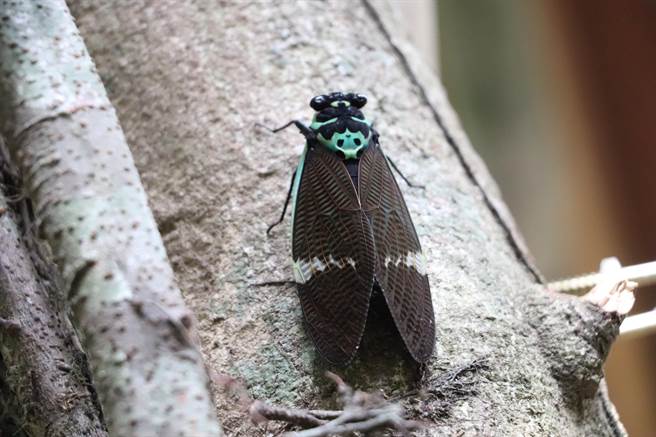 台灣爺蟬為台灣蟬中體型最大的，背面美麗的花紋也是其特色。（嘉義林管處提供／張亦惠嘉縣傳真）