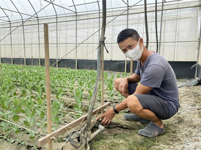 洋桔梗农民陈佳敏改用滴灌灌溉后发现洋桔梗整体品质提升。（张亦惠摄）