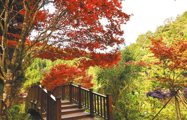 南投縣杉林溪森林生態渡假園區的紫葉槭，已經轉為鮮紅色。（杉林溪提供／廖志晃南投傳真）