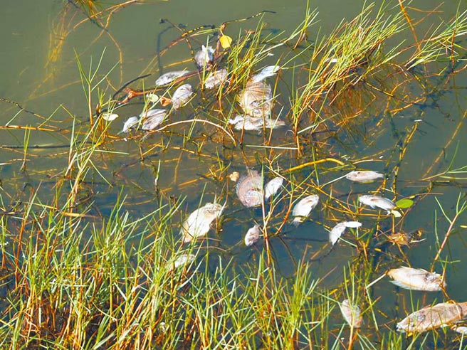 嘉义县三华生态民宿主人王三华到东石鳌鼓溼地赏鸟，在第8赏鸟亭岸边下方水域，发现4百公尺范围水面漂着死鱼，现场还迷漫一股化粪池臭味。（王三华提供／吕妍庭嘉义传真）