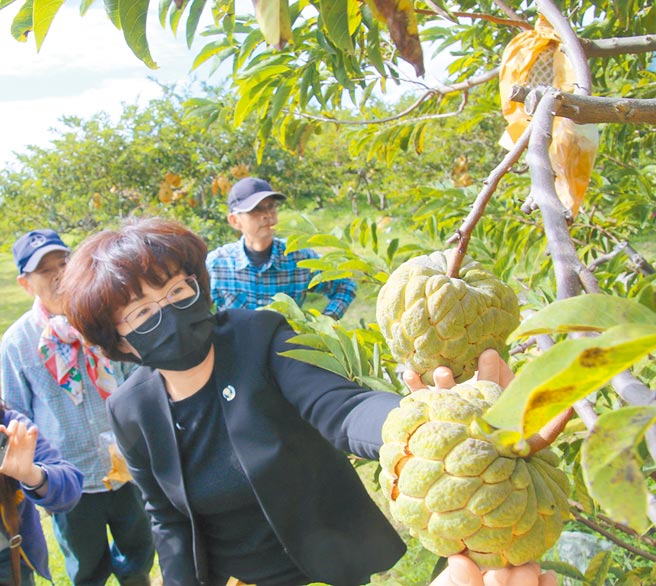 台东县议会4日办理县政总质询，台东县议员王文怡针对释迦暂停输入大陆市场质询饶庆铃。图为饶庆铃日前视察释迦。（本报资料照片）