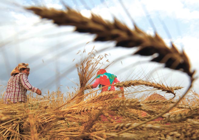 全球主要出口国收成减少，导致全球小麦市场供应吃紧，是推升全球粮食价格主因。图／美联社