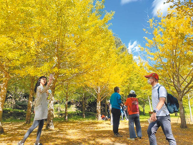 時序入秋，武陵農場銀杏林逐漸換裝變色，遊客上山大飽眼福，預估美景將持續到月底。（武陵農場提供／陳淑娥台中傳真）